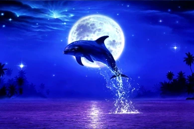 Dolphin On Moonlight Night Wallpapers 11740 Wallpapers Wallpapers ...