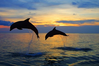 Download Sea Dolphins Wallpapers 2560x1600