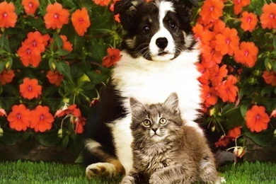 Pictures Of Kittens And Puppies   All Wallpapers New
