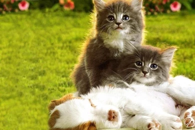 Puppies And Kittens Wallpapers   Wallpapers Cave