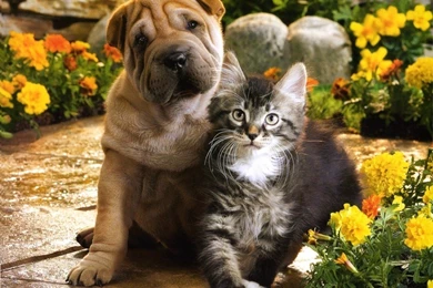 Cute Kittens And Puppies Together Wallpapers