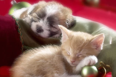 Sleeping Kitten Puppy Wallpapers Pictures Photos Images   PetPictures