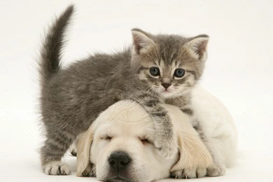 Cute Baby Kittens Sleeping With Puppies