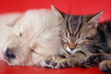 Wallpapers Puppy En Kitten Puppies And Kittens Best Friends ...