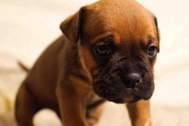 Kitten And Puppy Wallpapers   Android Apps On Google Play