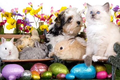 Kitten Dog Puppy Rabbits Chickens Eggs Flowers Easter Wallpapers ...