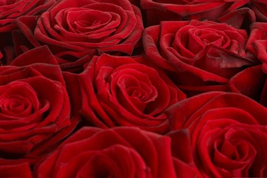 Wallpapers Rosas Red Full Bloom Roses 2560x1600