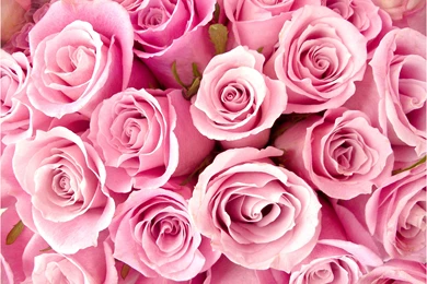 Flower Wallpaper: White And Pink Flower Wallpapers High Quality ...