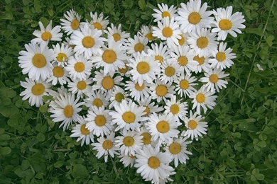 Victory, Judge, Motorcycle, High, Resolution, Wallpaper, For ...