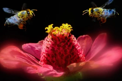 968568 Animal Wallpapers