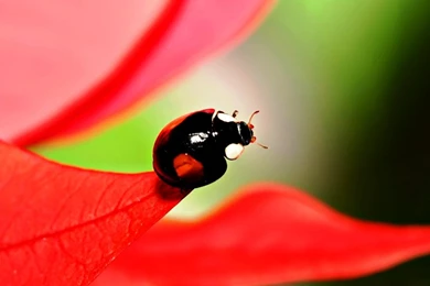 Wide HD Killer Whale Wallpapers