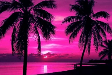 Hd Wallpapers Flowers Collection (38+)