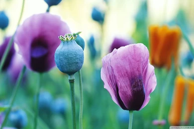 Download Red Poppies Wallpapers 1920x1080