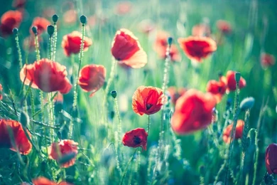 Flowers Poppies 2048x1363 Wallpapers – Nature Flowers HD Desktop ...