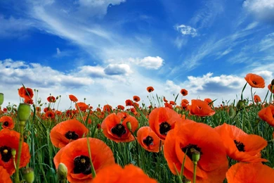 Meadow Of Red Poppies Wallpapers   (