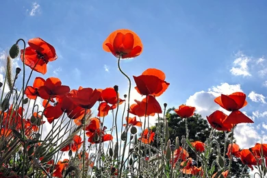 Download Flowers Poppy Wallpapers 1920x1200