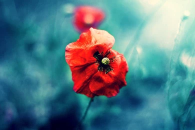 Poppies Nature Hd Wallpapers Wallpapers