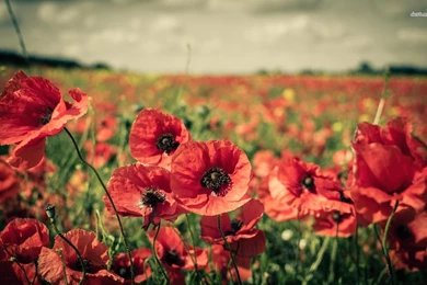 Top Poppy Pattern Wallpapers Wallpapers