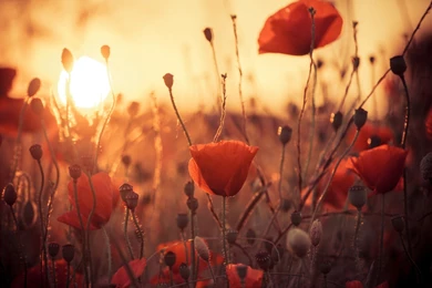 Sunny Day Flowers Poppies Field Nature HD Wallpapers   OmWallpapers