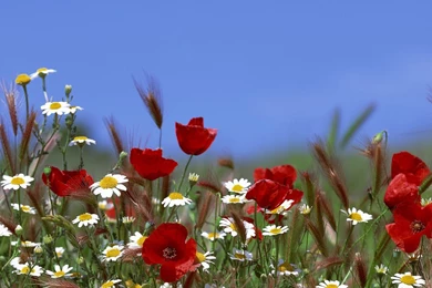 Poppies And Daisies, Poppy, Daisy, Flower, Flowers, 1920x1080 HD ...