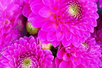 Flowerona Reflects: Weddings & Wallpapers