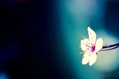 Really Pretty Backgrounds