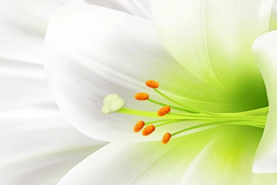 Flowers Wallpapers Image White