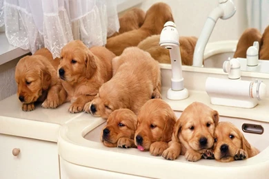 Free Hd Puppy Wallpaperpetite soumiselylye