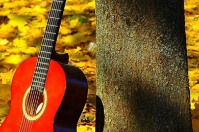 Maple Guitar Mobile Wallpapers   Mobiles Wall