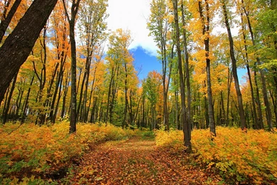 Forest Wallpaper Backgrounds