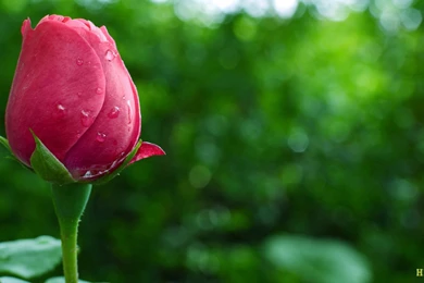 Rose Flower Time Frame Wallpapers