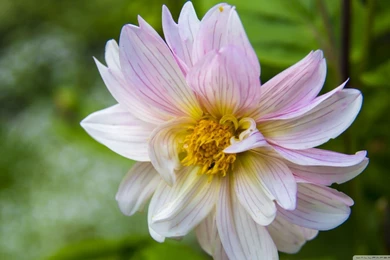 Decent Daisy HD Desktop Wallpapers : High Definition : Mobile ...