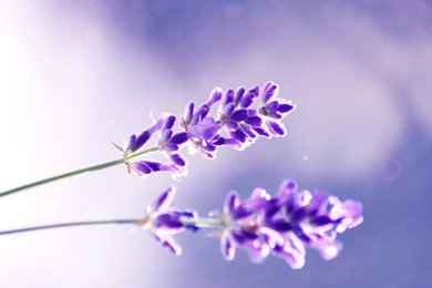 Lavender Flowers Photography, Two Lavenders, Full Bloom, Decent ...