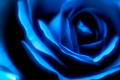 Blue Rose Desktop Wallpapers HD Images New