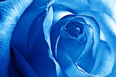 Blue Rose Desktop Wallpapers HD Images New