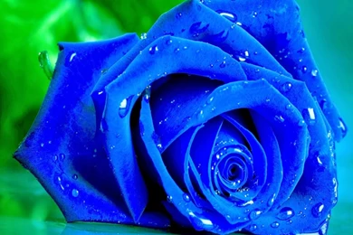 Blue Rose Live Wallpapers YouTube