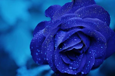 Fresh Blue Roses Wallpapers, Rose Flower Images, Rose Pictures And ...