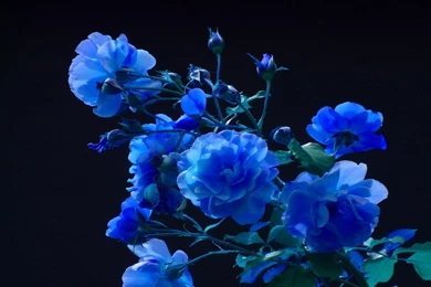 Download Wallpapers Rose, Buds, Garden, Blue, Black Backgrounds HD ...