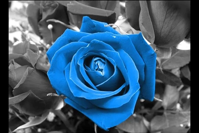 Blue Roses Backgrounds   Wallpapers Cave