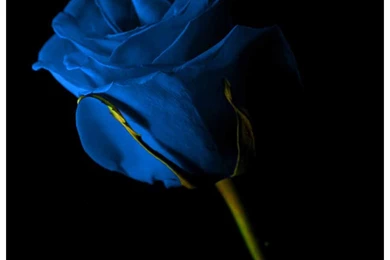 Benjol: Blue Rose Pictures