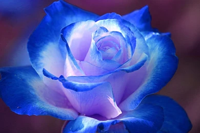 Blue Rose Atomized Backgrounds Wallpaper, Rose Flower Images, Rose ...