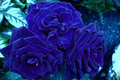Blue Rose Wallpapers 15, Rose Flower Images, Rose Pictures And ...