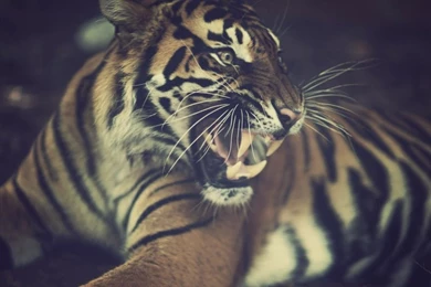Animals,tigers Animals Tigers Feline Teeth Warm 1800x1200 ...