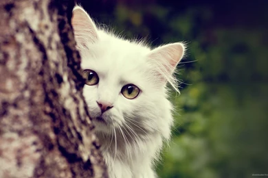 White Cat Behind The Tree Wallpapers For Samsung Galaxy Tab