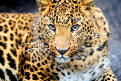 Wallpaper: Leopard, Face, Animal, Wildlife, Feline, Predator ...