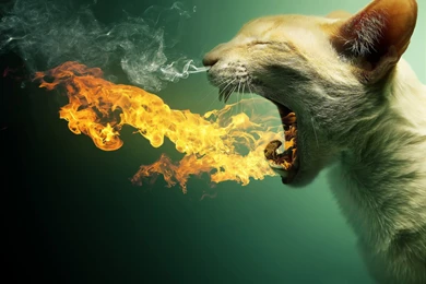 Flaming Cat HD Desktop Wallpapers : Widescreen : High Definition ...