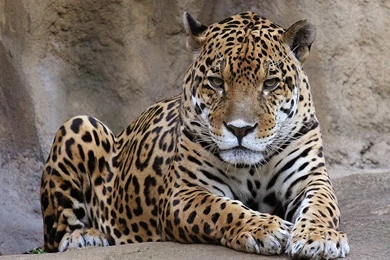 Animals Feline 1680×1050 Wallpapers 1724242