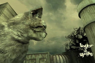 50 Free HD Cat Wallpapers