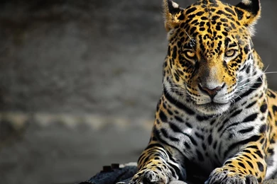 FELINE WALLPAPER   (