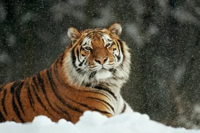Winter,snow Winter Snow Animals Tigers Feline 1920x1200 Wallpapers ...